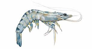 Black Tiger Shrimp